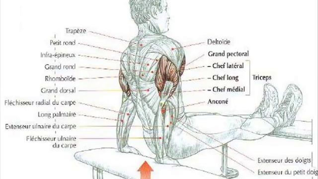 THE BEST PROGRAMME MUSCULATION : SUPER MASS TRICEPS MOIS 1 смотреть онлайн