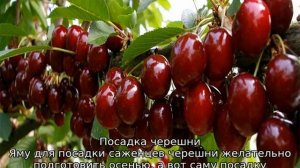 Черешня Ленинградская черная