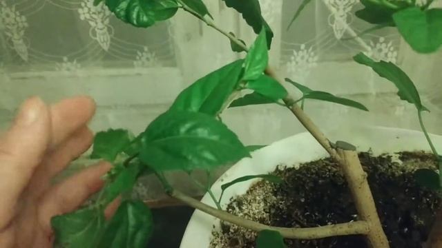 Бонсай из гибискуса.Часть 2. смотреть онлайн