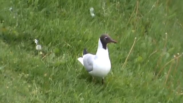 Black-headed gull pottering around the river Ness. смотреть онлайн