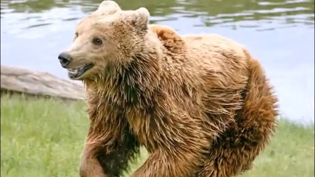 ЖИВОТНЫЕ РЯЗАНИ смотреть онлайн