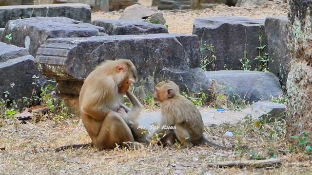 Monkey Rose Rush To Catch Angela & Make Jovi Is S-care & Lost Her Mama Joyce