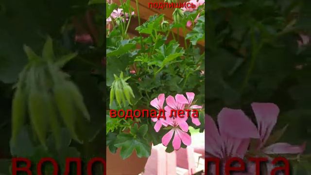 ПЕЛАРГОНИЯ (ГЕРАНЬ)САДОВАЯ, АМПЕЛЬНАЯ🤗 смотреть онлайн