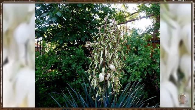 Как расцветала моя юкка смотреть онлайн