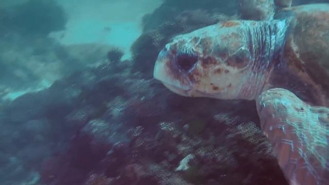 The Kiawah Conservancy's 2015 Loggerhead Sea Turtle Documentary смотреть онлайн
