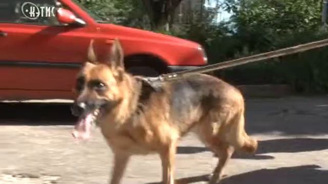 Из-за карантина по бешенству в городе началась бесплатная вакцинация домашних животных смотреть онлайн