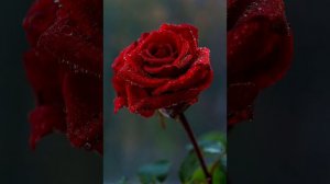 Роза Янгульбаева Даггара хьо ца хилча ❤ новый песня 2021. с вас лайк и подписка