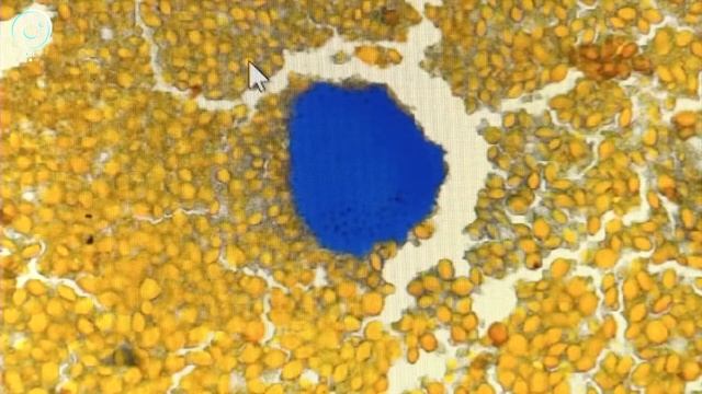 Как жирные кислоты влияют на популяцию осетровых рыб? смотреть онлайн