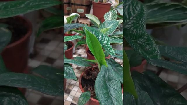 [ Green Sheild ] 甲骨文觀音蓮 甲骨文观音莲 смотреть онлайн