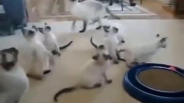 Сиамские котята играют со своими родителями! смотреть онлайн