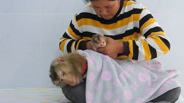 Daddy Kako Like To Nap On Mom's Laps Like Tiny Valen Too смотреть онлайн