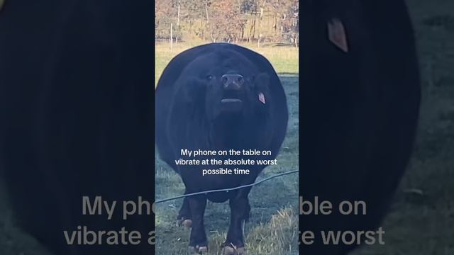 Твой телефон на столе в самый неподходящий момент: смотреть онлайн