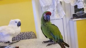 Семья. Попугаи и мы - неразделимые души.  Попугаи, попугай ара,какаду, Гиацинтовый Ара.