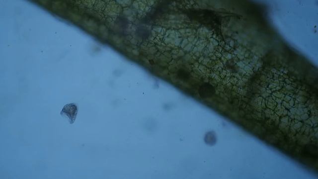 Эксперимент корм для мальков из банановой кожуры, водопроводной воды и воды из аквариума. смотреть онлайн