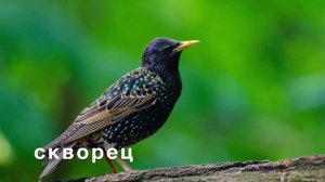 Птицы и их голоса. Развивающее видео. Виды птиц.