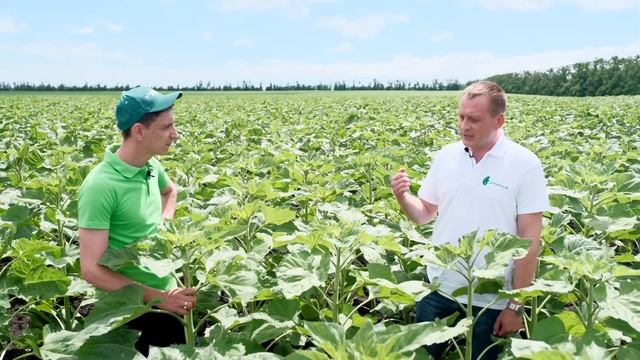 Защита подсолнечника // Гербицид Террагард от компании Агрорус и Ко смотреть онлайн