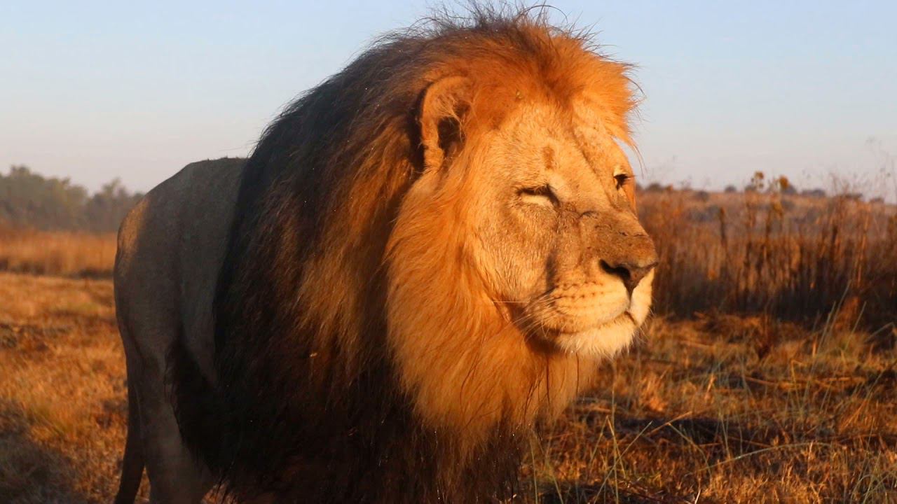 Львиное дефиле