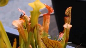 Хищные (плотоядные) растения.