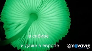 Светящиеся грибы