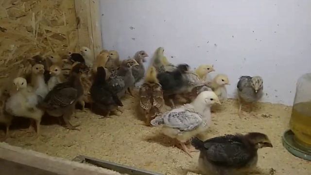 Здоровые цыплята, часть 8. Глистование левамизолом. Пособие для новичков. смотреть онлайн