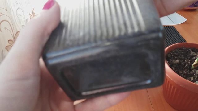 Комнатные цветы/ Аглаонема/ Продолжение #эксперимента с размножением #аглаонемы смотреть онлайн