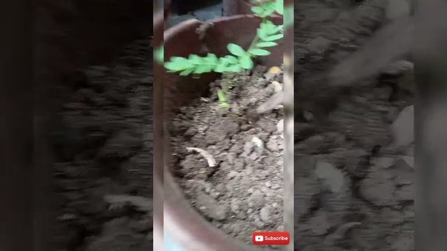 How to Grow Caesalpinia Pulcherrima / Peacock Flower Seeds / Bird of Paradise смотреть онлайн