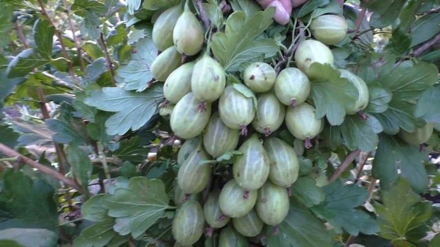 ГРОССУЛЯР крыжовник