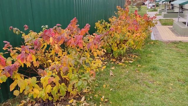 Спірея макрофіла. Spiraea Macrophylla