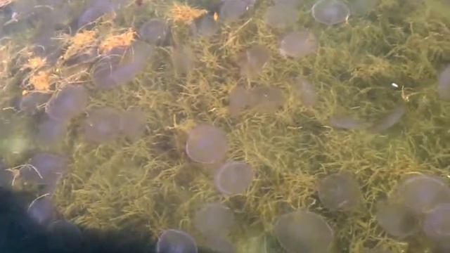 Invasion of the Jelly смотреть онлайн