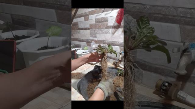 Bugleweed also known as: bugleherb, carpet bugleweed смотреть онлайн