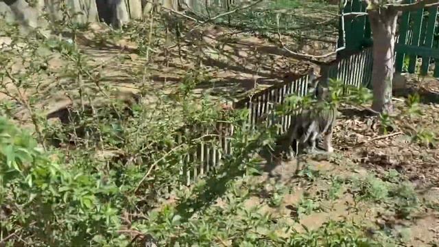 Кошка не принимает подобранного в лесу щенка - шипит и убегает…?Cat is mean towards rescued puppy. смотреть онлайн
