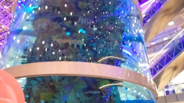 LARGE AQUARIUM самый большой аквариум ТЦ АВИАПАРК МОСКВА смотреть онлайн