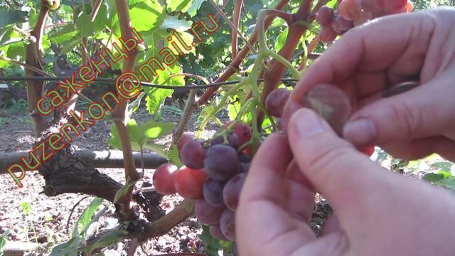 Кеша красный виноград описание- участок Пузенко Натальи Лариасовны смотреть онлайн