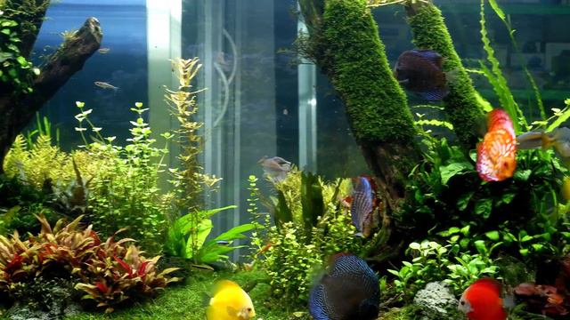 PLANTED DISCUS TANK - AQUASCAPE смотреть онлайн