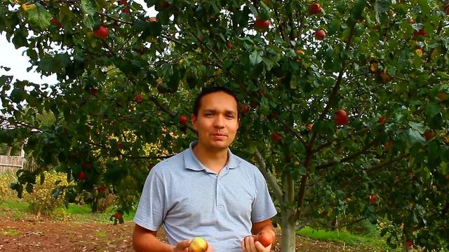 Собираю яблоки в своём саду. Сад в на своём участке.