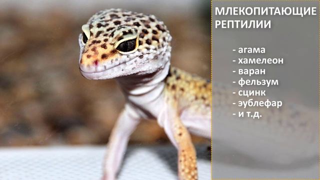 Кто ест зофобас? кого кормить зофобасам? смотреть онлайн