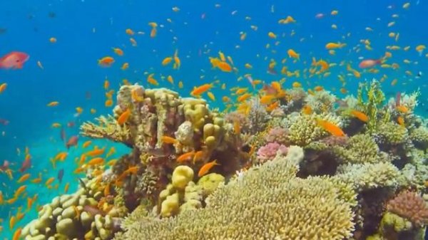 Life of the Ocean 4K ULTRA HD - 500 species of sea creatures with relaxing music and ocean sounds