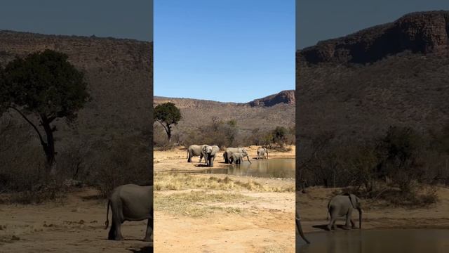 Eating lunch w/ elephants 🐘 смотреть онлайн