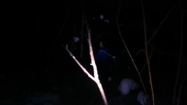 Ночью в лесу