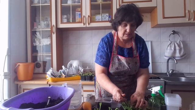 Вторая пикировка ПЕТУНИИ! Прищипка и подкормка 28/03/2017 смотреть онлайн