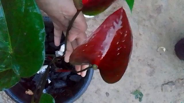 බැංකොක් ඇන්තූරියම් කළු සහ වෙනත් පාට මල් සමඟ රුපියල් 500 සිට Bangkok Anthurium Black And Other Color