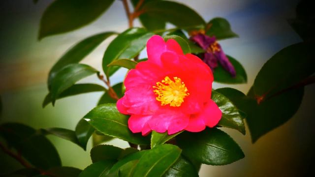 0571#木#サザンカ[山茶花]#大平公園#Tree#Camellia sasanqua#Ohira Park#20210117 смотреть онлайн