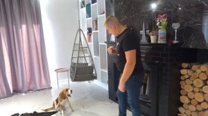 БАТЯ ВЫГНАЛ ШЕРЛОКА ИЗ ДОМА. ЧТО НАТВОРИЛ ЩЕНОК. БРОС ШОУ ПЕТ