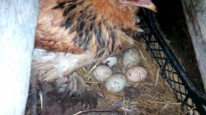 Совместное Содержание КУРЕЙ и УТОК. К чему привело. ПОЧЕМУ не Советую так ДЕЛАТЬ!!