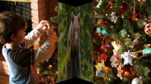 КАК БЕРЁЗКА СТАЛА СИМВОЛОМ РОССИИ