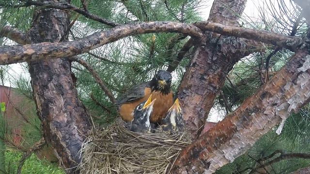 robins nest смотреть онлайн