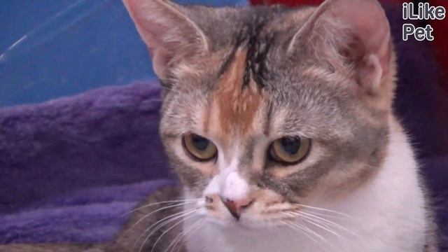 5 команд, которым можно обучить кошку смотреть онлайн