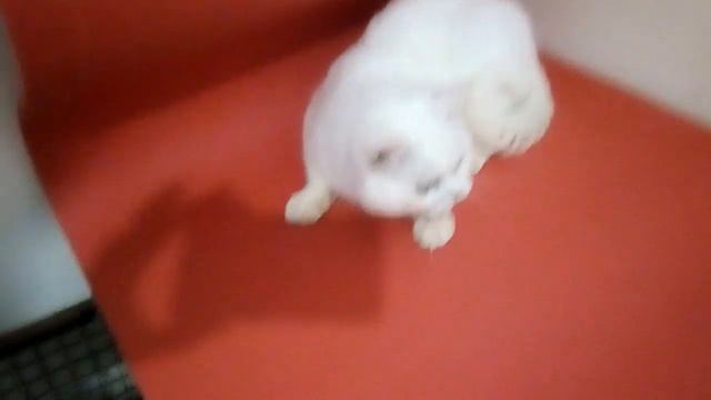 Скоттиш страйт белый,10 мес. смотреть онлайн