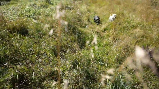 Щенки рабочего лабрадора фт, прогулка, машина, переноска, дисциплина