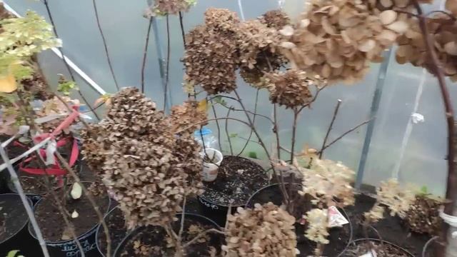 Подготавливаю свой дворик к зиме?Где будут зимовать горшки с розами,,гортензиями ?Черенки гортензии смотреть онлайн